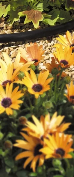 Hozelock 2772P0000 Supply Hose